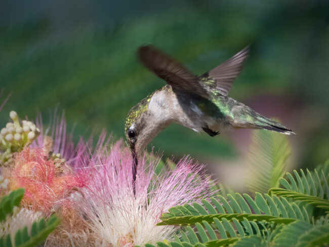 Dick Blystone - Cecil County Arts Council - Maryland Art